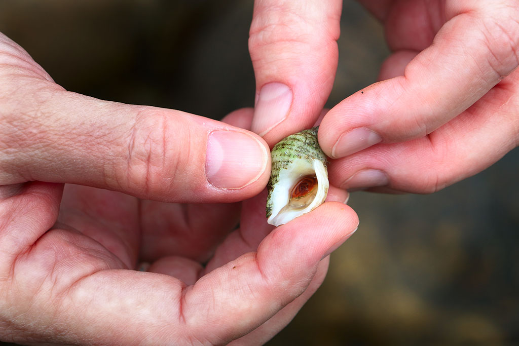 A close-up of a dog whelk, or Nucella lapillu