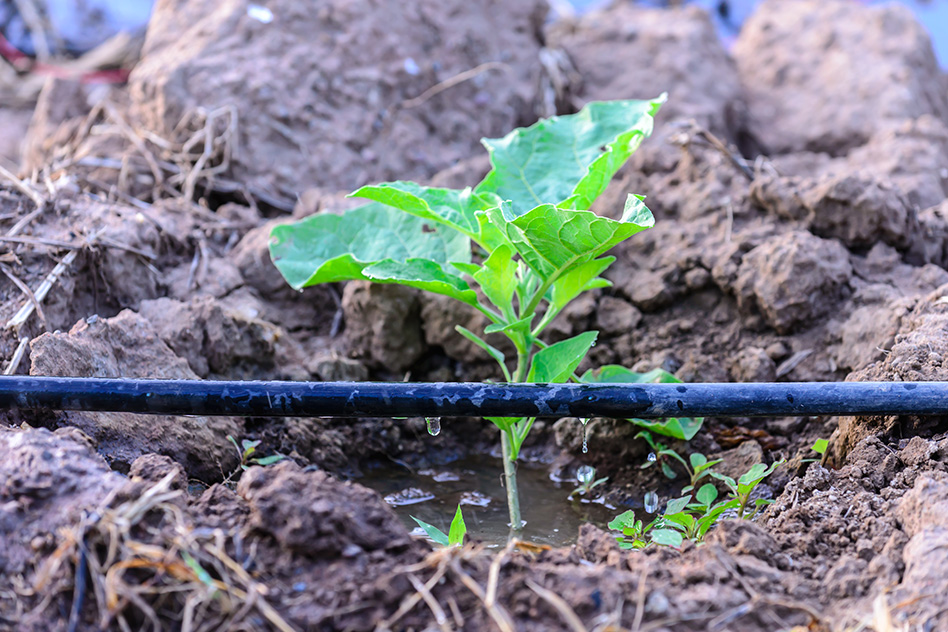 MIT Drip Irrigation