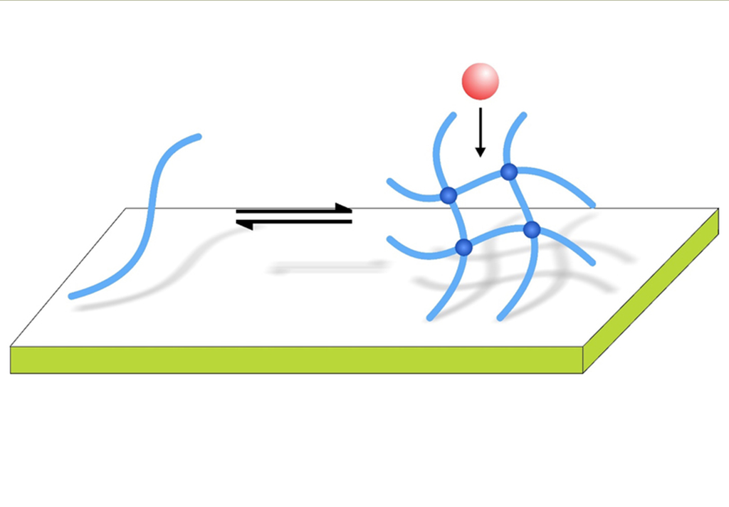 Protein fibers from mucin and mussel-inspired polymers.