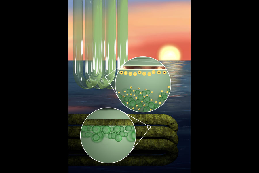 Against decorative background, on top left are 3 clean tubes with algae inside. An inset shows that the algae inside the tube are negatively charged, and the tube edge is negatively charged, so the algae are away from the edge. On the bottom left are very