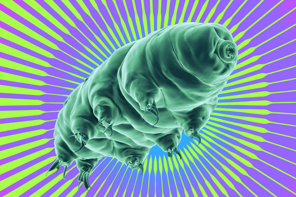 A vibrant green tardigrade with a purple background.