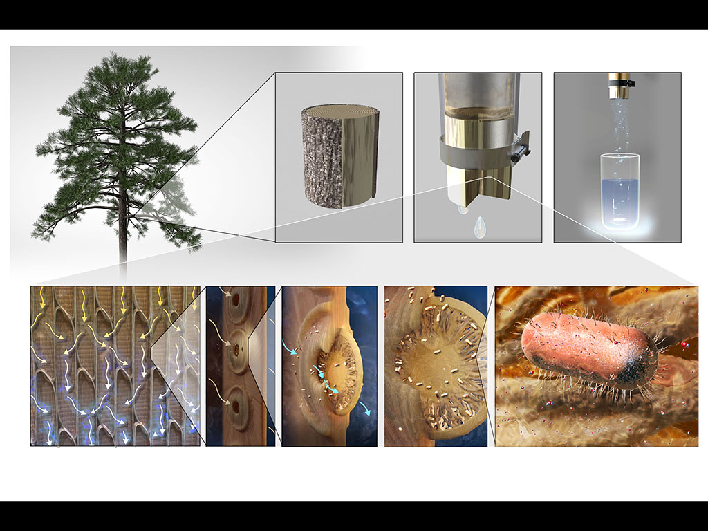 Xylem tissue in gymnosperm sapwood can be used for water filtration (as seen on top). Xylem is comprised of conduits that are interconnected by membranes that filter out contaminants present in water (bottom).