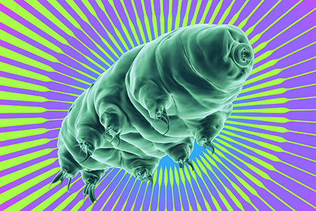 Drawing inspiration from the tardigrade, researchers developed a strategy that may protect cancer patients from side effects of radiation